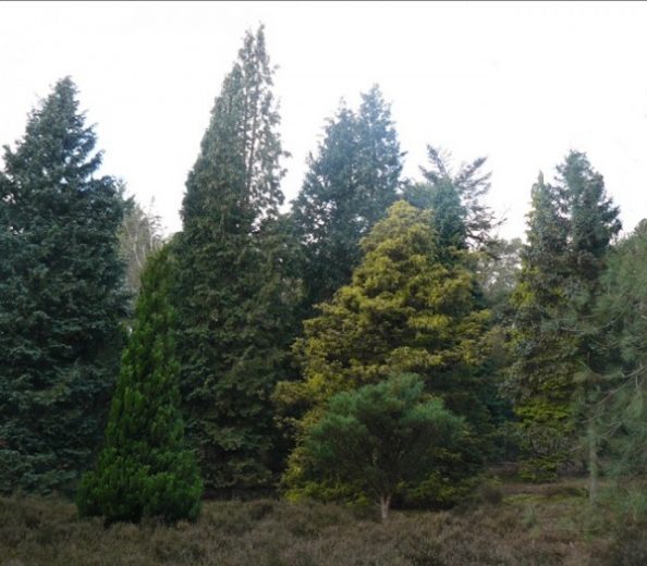 pinetum