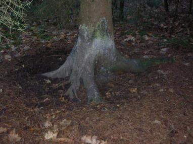 Schuurplek wilde zwijnen