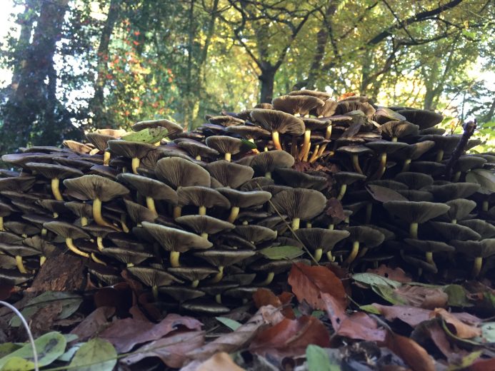 Paddenstoelen LBB